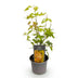 Acer palmatum Orange Dream – Zierahorn, 35cm, Topf 12cm, wenig Pflege Bild 2