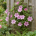 6x Clematis Hagley Hybrid - Waldrebe Hagley Hybrid - Rosa - Kletterpflanze - Ø9cm - ↕35cm Bild 4