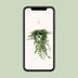 Hedera Wonder Green Efeu, Ø24cm Topf, ↕70cm Höhe Bild 4
