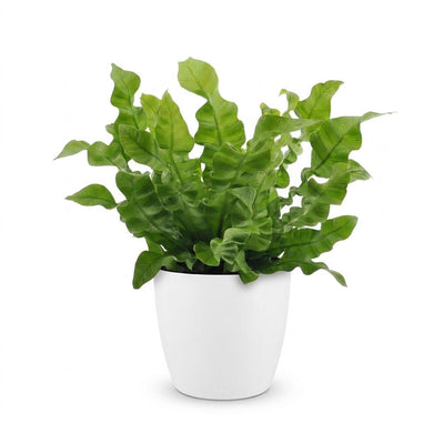 Green boutiQ - Asplenium Crispy Wave - Krauser Wellenfarn - 1 Pflanze - mit Weißem Topf - Topf 12cm - Höhe - 30cm