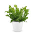 Green boutiQ - Asplenium Crispy Wave - Krauser Wellenfarn - 1 Pflanze - mit Weißem Topf - Topf 12cm - Höhe - 30cm Bild 2