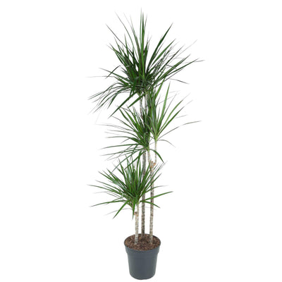 Dracaena Marginata Pflanze, 160cm hoch, ø24cm Topf