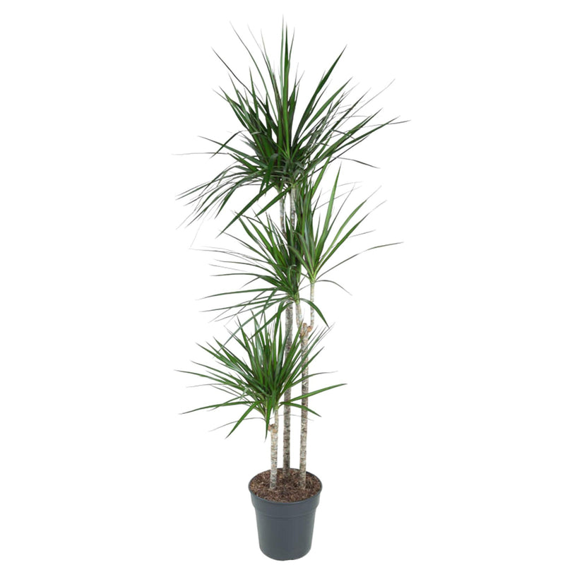 Dracaena Marginata Pflanze, 160cm hoch, ø24cm Topf