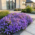 Green boutiQ - Perennial - Campanula posch. Stella - Peach Leaf Bellflower - Ground Cover - Purple - 24 Plants - Pot 11cm - Height 15-25cm Bild 6