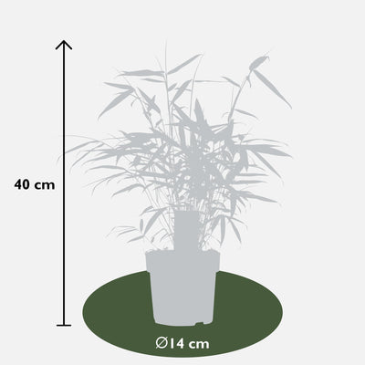 Fargesia Robusta 'Pingwu' – Immergrüner Bambus für Hecken & Töpfe