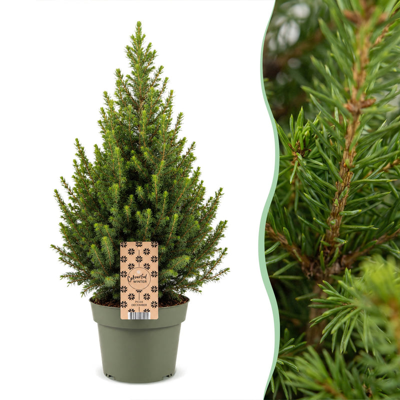 2x Picea glauca Conica - Zuckerhutfichte - Grün - Weihnachtsbaum - Ø19cm - ↕65cm