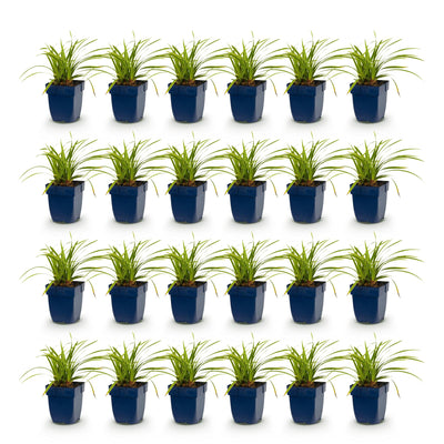 Green boutiQ - Grasses - Carex morrowii Ice Dance - Japanese Sedge - Evergreen - Cream-Green - 24 Plants - Pot 11cm - Height 15-25cm