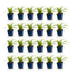 Green boutiQ - Grasses - Carex morrowii Ice Dance - Japanese Sedge - Evergreen - Cream-Green - 24 Plants - Pot 11cm - Height 15-25cm Bild 2