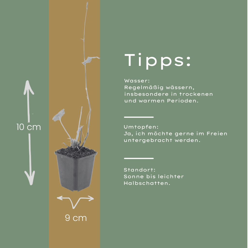 6x Persicaria a. 'Alba' - ↕10-25cm - Ø9cm