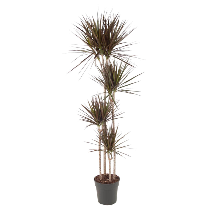 Dracaena Magenta, 180 cm, Topf ø27: Tropische Eleganz für Ihr Zuhause