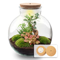 DIY Planten terrarium met licht - Bolder Bob Bonsai - Ø 31 cm ↑ 30 cm