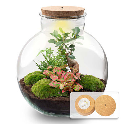 DIY Pflanzen-Terrarium mit LED & Bonsai – Fertigset