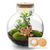 DIY Pflanzen-Terrarium mit LED & Bonsai – Fertigset Bild 1