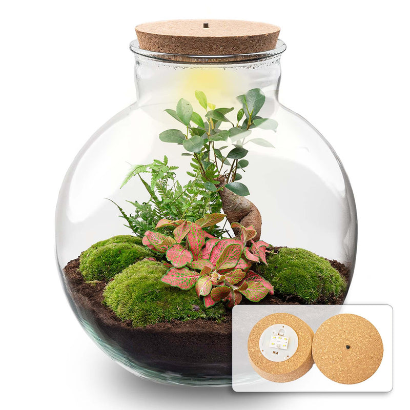 DIY Pflanzen-Terrarium mit LED & Bonsai – Fertigset