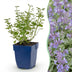 Green boutiQ - Perennial - Nepeta faassenii Walker's Low - Catnip - Bee and Butterfly Attractors - Blue - 3 Plants - Pot 11cm - Height 15-25cm Bild 11