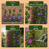 2x Clematis Duo Blue & Red - Waldrebe Duo Blau & Rot - Blau - Rot - Kletterpflanze - Ø9cm - ↕35cm Bild 5