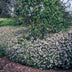 60x Aster ageratoides 'Asran' Staude, 10-25cm hoch, Ø9cm Topf Bild 6