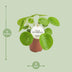 Pilea Peperomioides - Ø13cm - Aluminiumpflanze mit Silbermünz-Blättern Bild 2