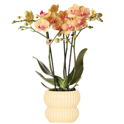 Orange Jamaica Orchidee im gelben Topf – blühend, Ø9cm
