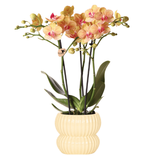 Orange Jamaica Orchidee im gelben Topf – blühend, Ø9cm
