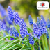 Muscari Bleu Moon - 20 Zwiebeln für leuchtend blaue Frühlingsakzente Bild 3