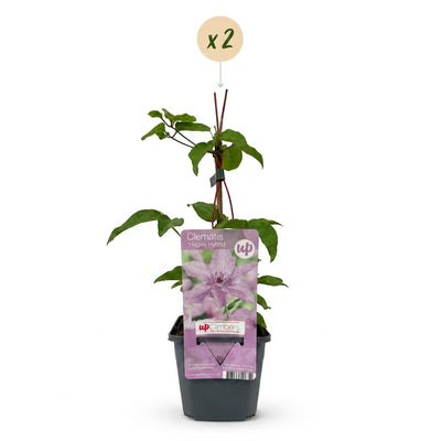Clematis 'Hagley Hybrid' - Pink climbing plant, easy to care for, 2 plants