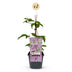 Clematis 'Hagley Hybrid' - Rosa Kletterpflanze, pflegeleicht, 2 Pflanzen Bild 2