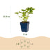 Green boutiQ - Perennials - Border Package - Shade - Assorted - Types and Colors - 6 Plants - Pot 11cm - Height 15-25cm Bild 3