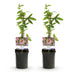 GreenboutiQ Passion Flower 'Anastasia' - Pink, easy to care for, 2 plants Bild 2