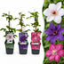 12x Clematis Tricolour - Dreifarben-Waldrebe - Lila - Rosa - Weiß - Kletterpflanze - Ø9cm - ↕35cm Bild 1