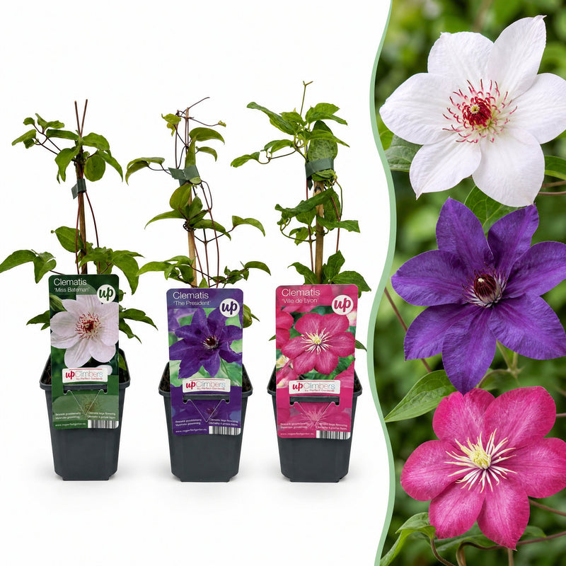 12x Clematis Tricolour - Dreifarben-Waldrebe - Lila - Rosa - Weiß - Kletterpflanze - Ø9cm - ↕35cm