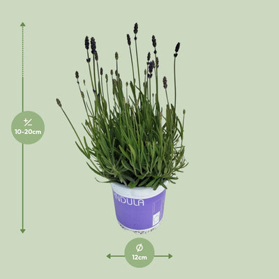 Lavendel 'Hidcote Blue' - Ø12cm Topf - ca. 20cm Höhe