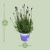 Lavendel 'Hidcote Blue' - Ø12cm Topf - ca. 20cm Höhe Bild 2