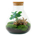 Bottle Garden Sammie Coffea: Self-Sufficient Mini-Biotop for Your Home Bild 2