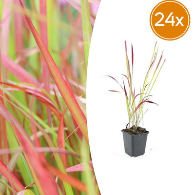 24x Japanisches Blutgras 'Red Baron' 9cm Topf, 10-25cm hoch