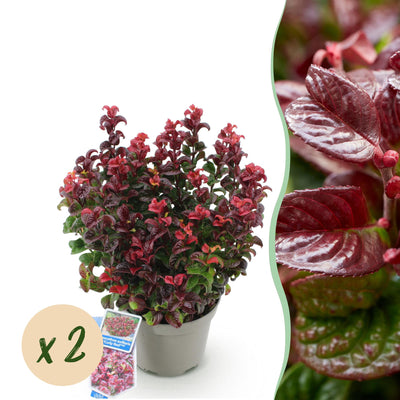 GreenboutiQ - Gartenpflanze - Leucothoe Curly Red - Rot - 2 Pflanzen - Immergrün - Wenig Pflege - Topf 17cm Höhe 40cm
