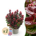 GreenboutiQ - Gartenpflanze - Leucothoe Curly Red - Rot - 2 Pflanzen - Immergrün - Wenig Pflege - Topf 17cm Höhe 40cm Bild 1