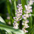 48x Liriope muscari 'Monroe White' - ↕10-25cm - Ø9cm Bild 5