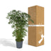 Polyscias Fruticosa (Aralia) - Ø21cm Topf, 75cm hoch Bild 6