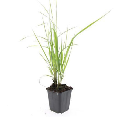 48x Federgras 'Karl Foerster' - 10-25cm - Ø9cm