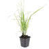 48x Federgras 'Karl Foerster' - 10-25cm - Ø9cm Bild 2