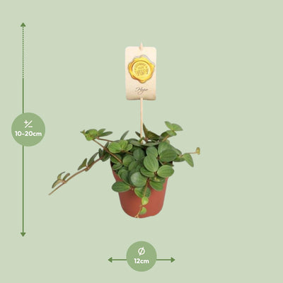 Peperomia Hope im 12cm Topf, ca. 15cm hoch, pflegeleicht