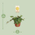 Peperomia Hope im 12cm Topf, ca. 15cm hoch, pflegeleicht Bild 2