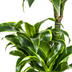 Dracaena Deremensis Dorado Topfpflanze Ø21cm | 100-120cm Höhe Bild 4