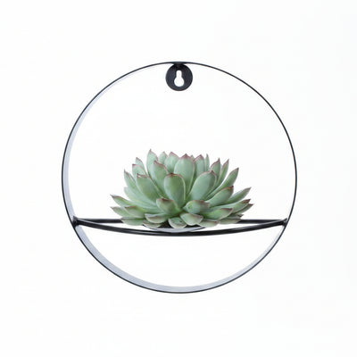 ROOTLESS Echeveria Pulidonis mit schwarzem Deko-Ring (Ø20cm)