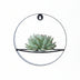 ROOTLESS Echeveria Pulidonis mit schwarzem Deko-Ring (Ø20cm) Bild 1