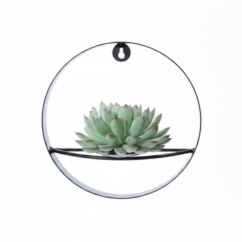 ROOTLESS Echeveria Pulidonis mit schwarzem Deko-Ring (Ø20cm)
