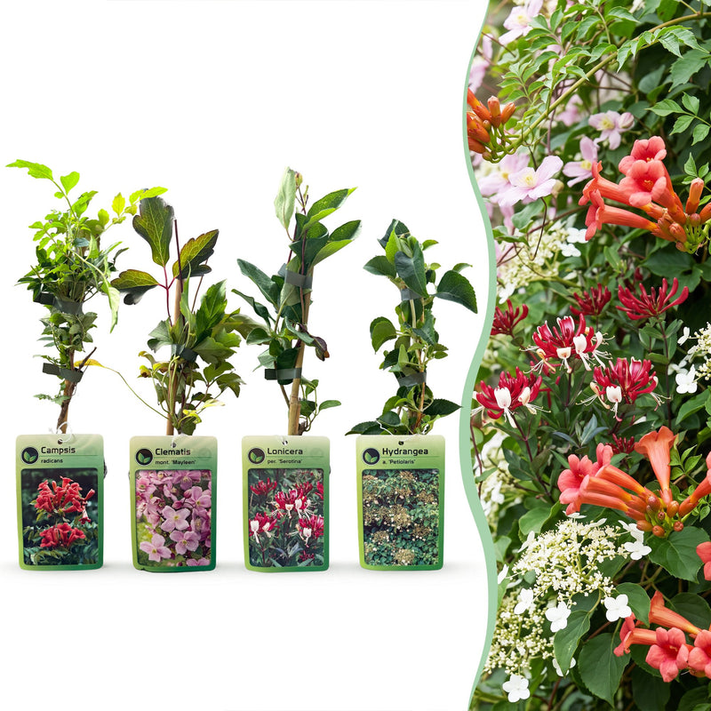 Klimplanten Rainbow Courfull (8 Stk.) - Lila Kletterblume, Ø9cm