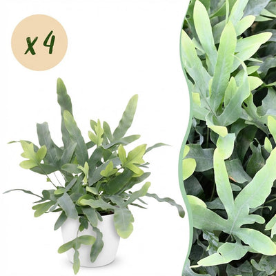 Phlebodium aureum Blue Star: 4 Blaue Farne im Topf (12cm)