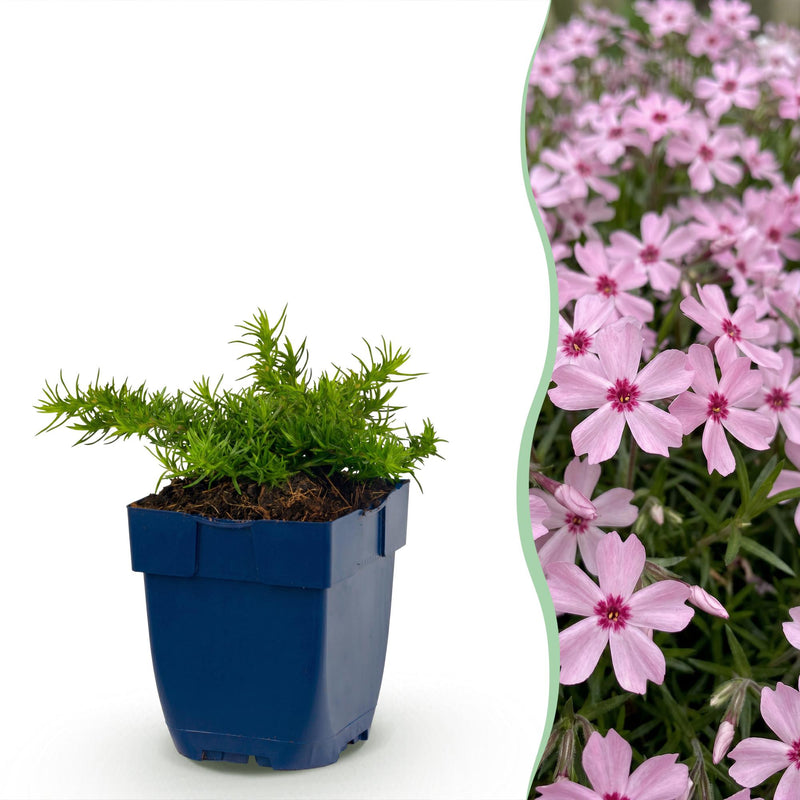 Green boutiQ - Perennial - Phlox Rosette - Flame Flower - Ground Cover - Pink - 6 Plants - Pot 11cm - Height 15-25cm